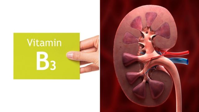 Du betrachtest gerade Vitamin B3 kann akute Nierenschäden behandeln und verhindern