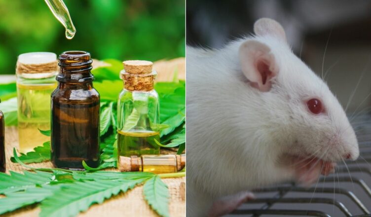 Studie: Niedrig dosiertes THC regeneriert das Gedächtnis bei älteren Mäusen