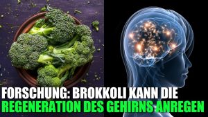 Mehr über den Artikel erfahren Forschung: Brokkoli kann die Regeneration des Gehirns anregen