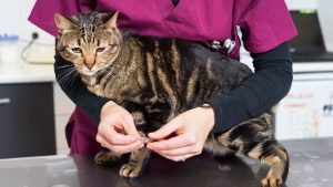 Mehr über den Artikel erfahren Entwurmung bei der Katze und die Verhinderung dieses Elends