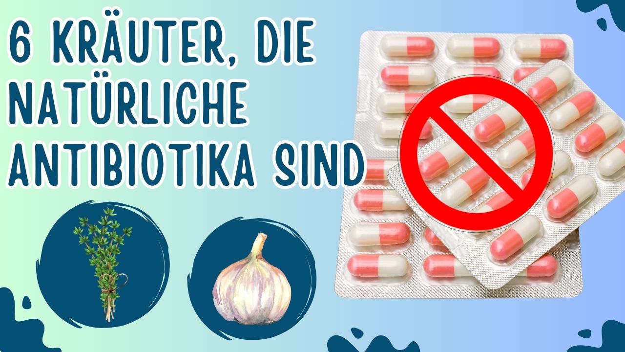 Du betrachtest gerade 6 Kräuter, die als natürliche Antibiotika wirken
